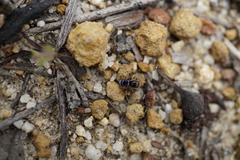 Maratus karrie