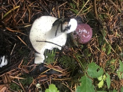 Russula occidentalis