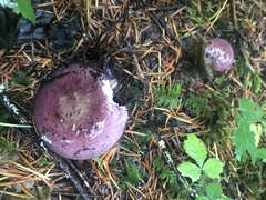 Russula occidentalis