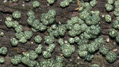 Trichoderma gelatinosum
