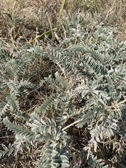 Astragalus mollissimus