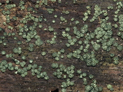 Trichoderma gelatinosum