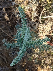 Astragalus pycnostachyus