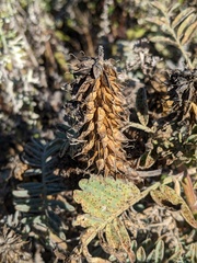 Astragalus pycnostachyus