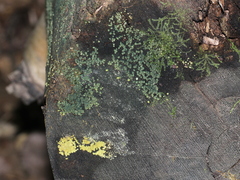 Trichoderma gelatinosum