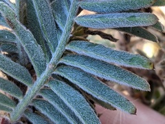 Astragalus pycnostachyus