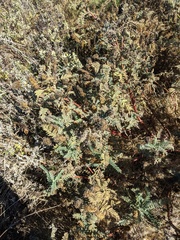 Astragalus pycnostachyus