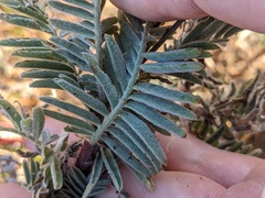 Astragalus pycnostachyus