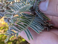 Astragalus pycnostachyus