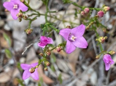 Boronia spathulata