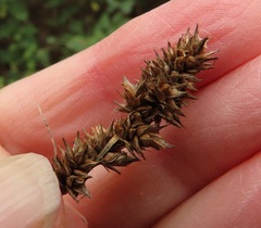 Carex densa