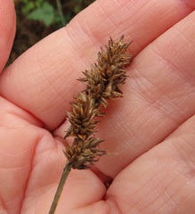Carex densa