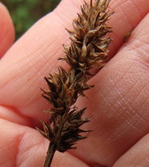 Carex densa