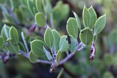 Arctostaphylos montana