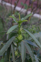 Hibiscus meraukensis