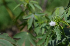 Hibiscus meraukensis