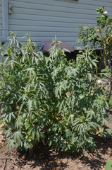 Hibiscus meraukensis