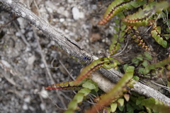 Maratus karrie