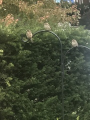 Passer domesticus