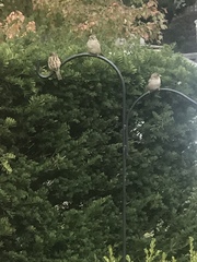 Passer domesticus