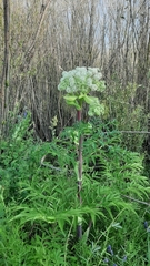 Angelica czernaevia