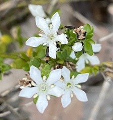 Orianthera serpyllifolia