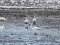Cygnus columbianus columbianus