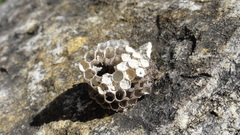 Parancistrocerus minimoferus