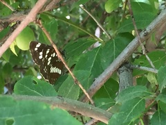 Neptis rivularis