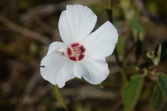 Hibiscus normanii