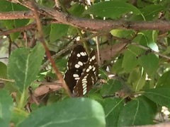 Neptis rivularis