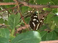 Neptis rivularis