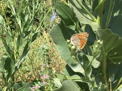 Melitaea arduinna