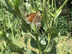Melitaea arduinna