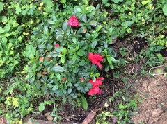 Rhododendron