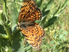 Melitaea arduinna
