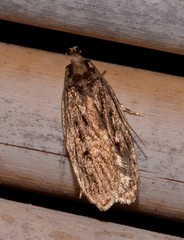 Barea crassipalpis