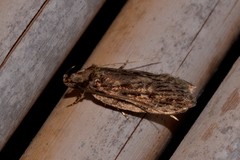 Barea crassipalpis