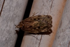 Barea crassipalpis