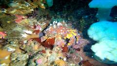 Echidnocerus cibarius