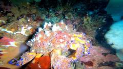 Echidnocerus cibarius