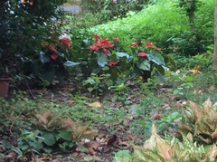 Anthurium andraeanum