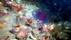 Strongylocentrotidae