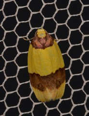 Heterallactis euchrysa