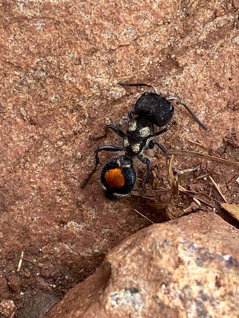 Hoplocrates specularis