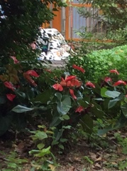 Anthurium andraeanum