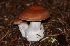 Cortinarius laniger
