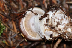 Cortinarius laniger