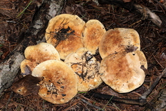 Leucopaxillus tricolor