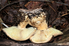 Leucopaxillus tricolor